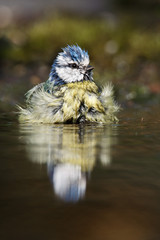 blue tit swims in the water and drinks