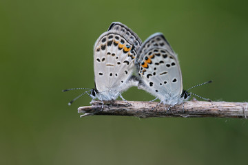 먹부전나비사랑