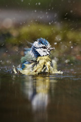 blue tit swims in the water and drinks