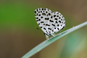 바둑돌부전나비