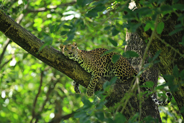 Poses of the leopard resting on a tree in Huai Kha Khaeng Wildlife Sanctuary, Uthai Thani Province, Thailand  © kosin_sukhum