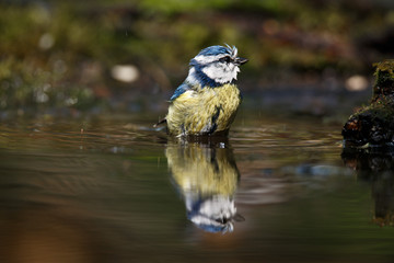 blue tit swims in the water and drinks