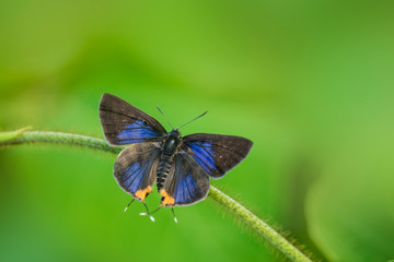 쌍꼬리부전나비