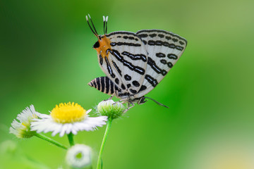 Obraz premium 쌍꼬리부전나비