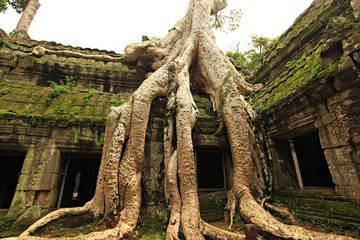 Ta Prohm the Bayon style is temple at Angkor, Siem Reap Province, Cambodia, and UNESCO inscribed Ta Prohm on the World Heritage List in 1992. 