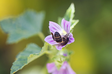 Fototapeta na wymiar Honey Bee on purple flower. Honeybee working on Growing Flowers field closeup. Macro. Blooming Violet fragrant. nature background. bee on flower.