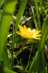 Fototapeta premium Dew drops on grass and on petal of yellow spring flower in early morning