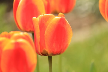pomarańczowe  tulipany  