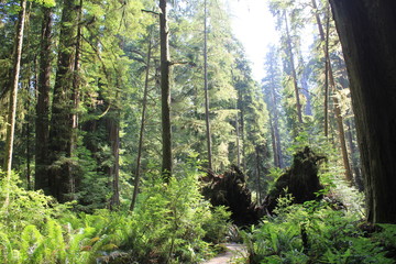 Redwood Forest 