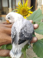 white backed vulture
