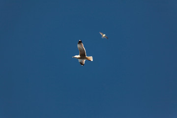 seagull on blue sky