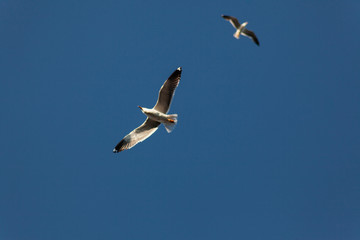 seagulls in flight