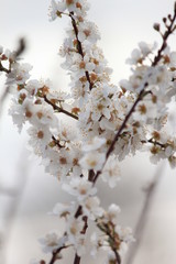 White Flowers Blooming