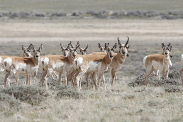 Pronghorn Antelope, Antilocapra americana, herd in the Red Desert of Wyoming