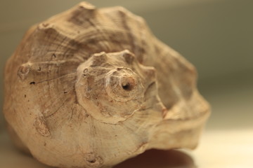 piękna  muszla  morze  egzotyczne © Mirosaw