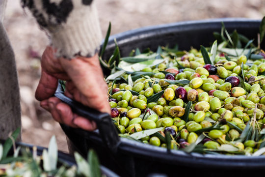 Raccolta olive verdi in Puglia, Italia