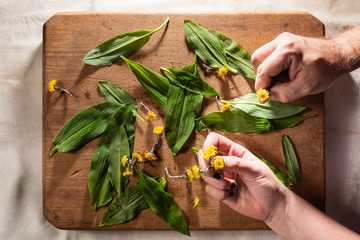 wild garlic or ramson on wooden cutting board with coltsfoot, hand holding a coltsfoot,  top view