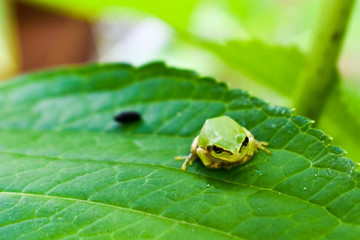 Tree frog on a leaf