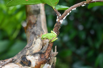 Japanese Tree Frog