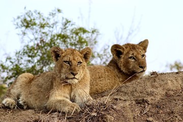 Fototapeta na wymiar Lions from Kruger National Park. African wildlife. South Africa