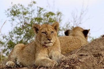 Lions from Kruger National Park. African wildlife. South Africa