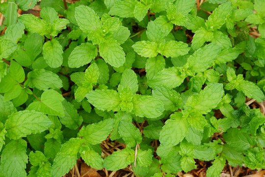 Mentha spicata is commonly known as spearmint, garden mint, common mint, lamb mint and mackerel mint.