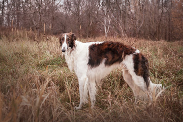 Russian borzoi dog stands against the background of autumn nature