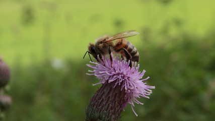 Western Honey Bee on Thistle