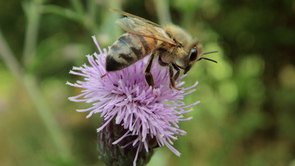 bee on a flower