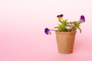 growing seedlings, flowers, seeds in peat pots. spring gardening, tools, equipment. pansies on pink background, copy space, place for text