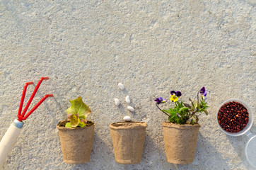 top view of peat pots with seedlings, seeds, pansy flowers, vegetables, herbs on grey concrete...