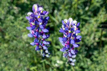 Obraz premium Grape Soda Lupine