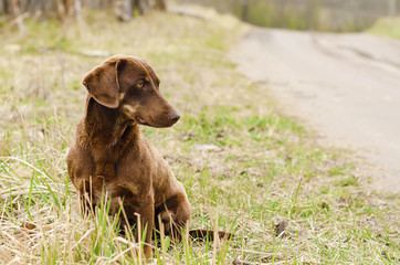 Sad lonely serious brown dog dachshund looking into distance. Homeless stray animal waiting for its owner. Copy space, place for text. Love, animal care concept