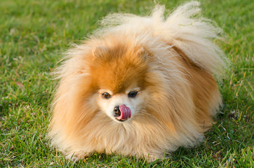 thoroughbred fluffy red Pomeranian spitz licks nose with tongue. dog face close up. German Spitz...