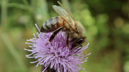 Bee on a Thistle