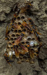 honeycomb wasp