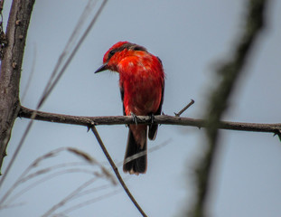cardinal on a branch Vermilion Flycatcher