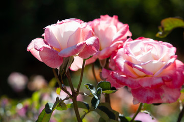 Fototapeta premium Pink Roses