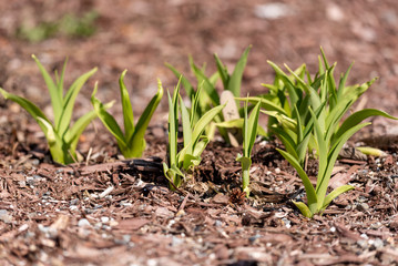 Sprouting Plants 