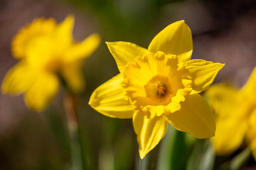 Daffodil Up Close In Maine