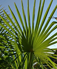 Piekna palma na tle niebieskiego nieba.