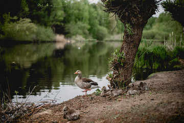 Ente in der Nähe des Sees