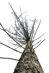Ein abgestorbener Baum mit Sicht von unten.