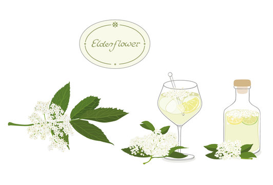 Elderflower illustration set- isolated, editable vector graphic