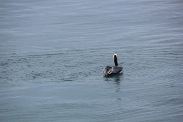 Pelican