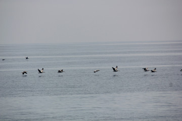 Pelican