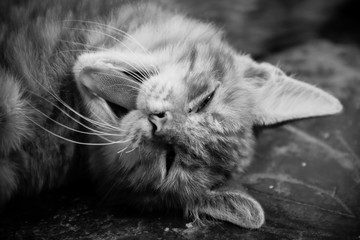Gato Cat Black And White