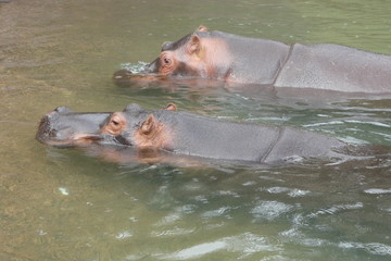  two hippopotamus in water