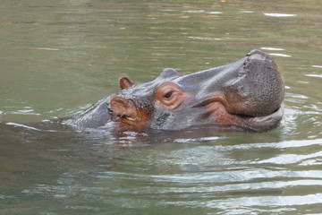 Fototapeta na wymiar hippopotamus in water smile