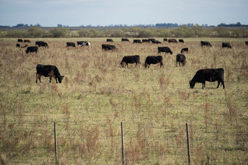 Ganado vacuno en campos de la zona de Monte Buey Cordoba..30-04-20.Foto: Marcelo Manera